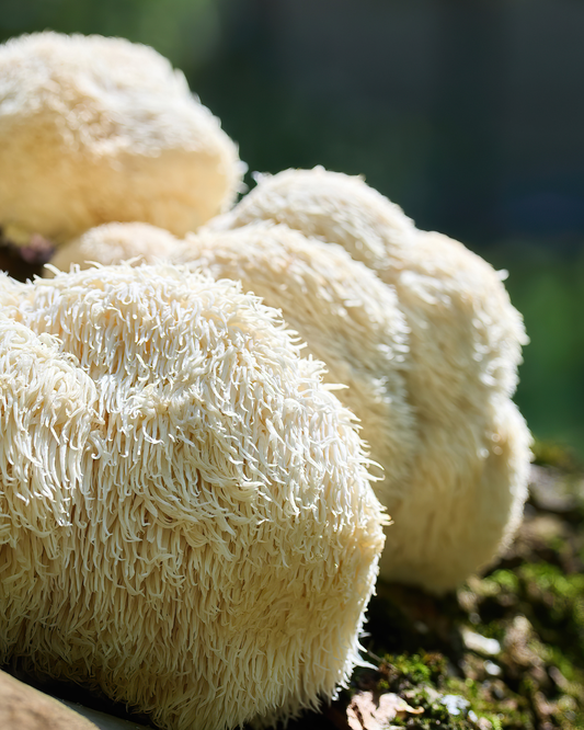 Fruchtkörper des Igelstachelbarts (Hericium erinaceus) in Nahaufnahme
