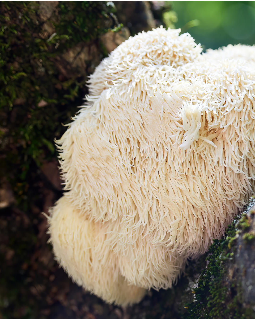 Igelstachelbart (Hericium erinaceus) an einem Baumstamm im Laubwald
