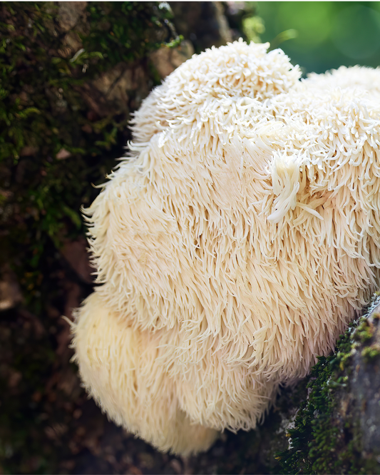 Igelstachelbart (Hericium erinaceus) an einem Baumstamm im Laubwald