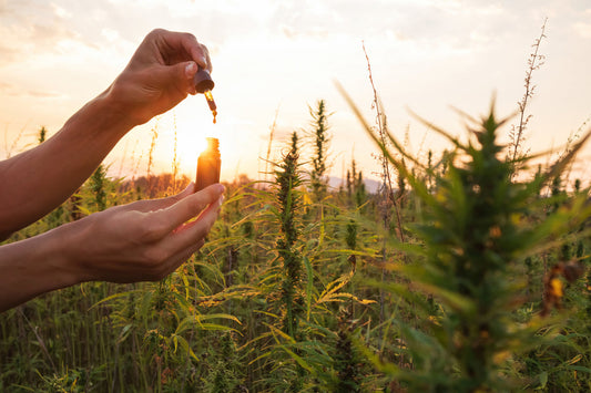Hände halten eine CBD Öl Pipette und Braunglasflasche zwischen Hanfpflanzen – richtige Dosierung von CBD Öl