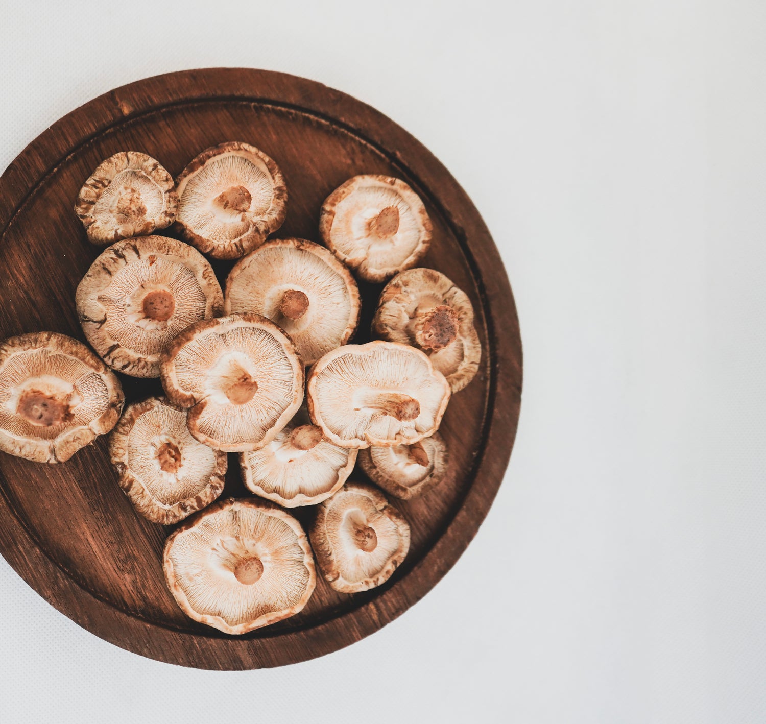 Shiitake Pilze (Lentinula edodes) auf Holzschale – aromatische Speisepilze aus der asiatischen Küche und Vitalpilze der Naturheilkunde
