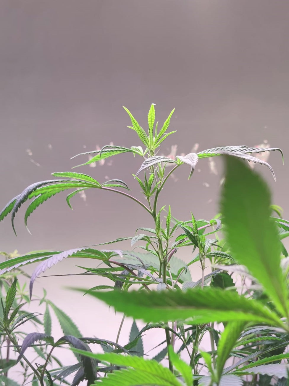 Hanfpflanze mit grünen Blättern – natürliche Cannabis Pflanze als Grundlage für CBD Öl und Hanfextrakte