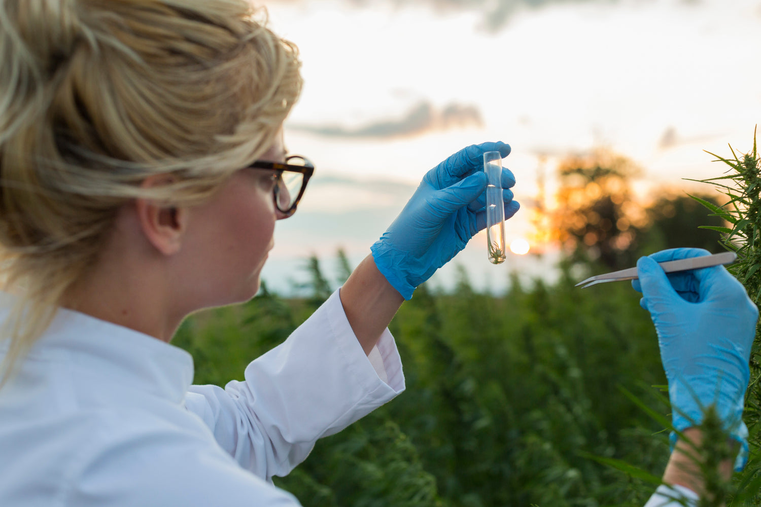 Wissenschaftlerin analysiert Hanfpflanze im Feldlabor – Qualitätskontrolle von Cannabis sativa für CBD Extrakt und Hanfprodukte