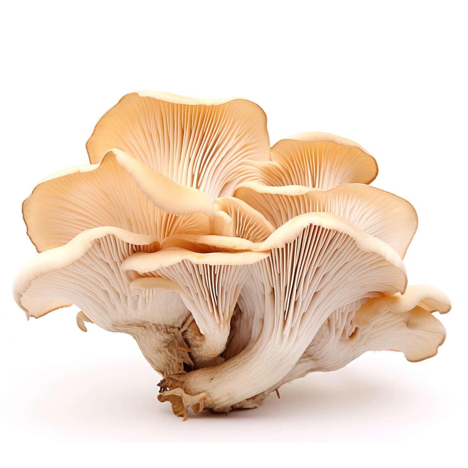 Austernpilz (Pleurotus ostreatus) mit fächerförmigen, cremefarbenen Hüten und feinen Lamellen, Detailaufnahme auf weißem Hintergrund