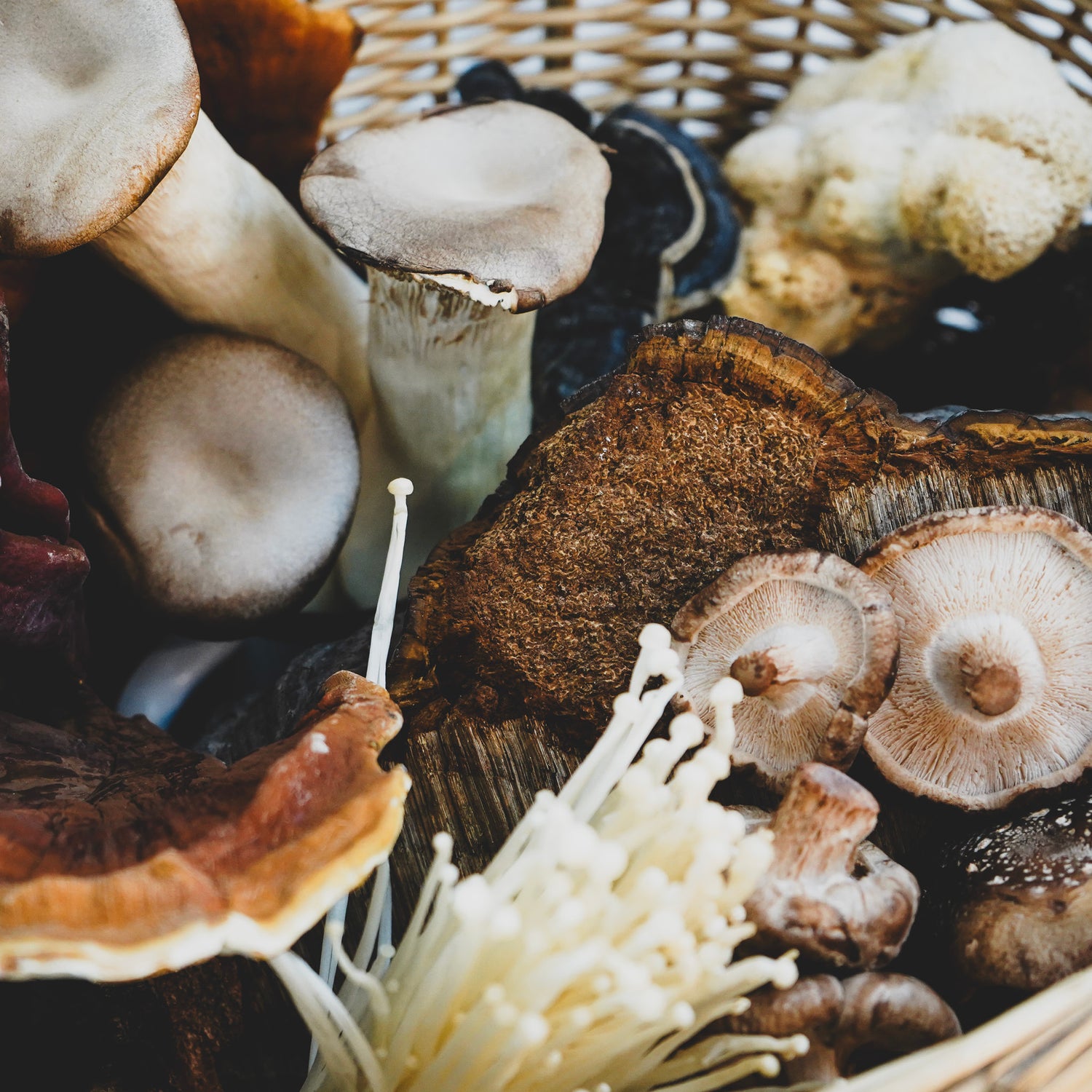 Korb mit verschiedenen Vitalpilzen, darunter Shiitake, Chaga, Reishi, Kräuterseitling und weitere Pilzsorten, natürliche Vielfalt in Nahaufnahme