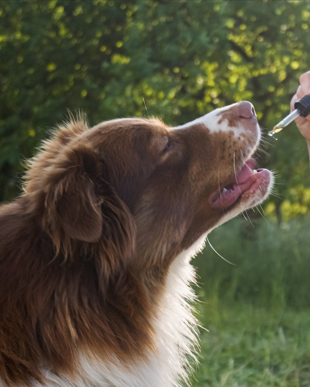 Hund erhält CBD Öl für Tiere von Velvaere mit Pipette im Freien. Natürliches Tier-Mundpflegeöl auf Bio-MCT-Öl Basis, THC-frei und ohne künstliche Zusatzstoffe für Hunde und Haustiere.