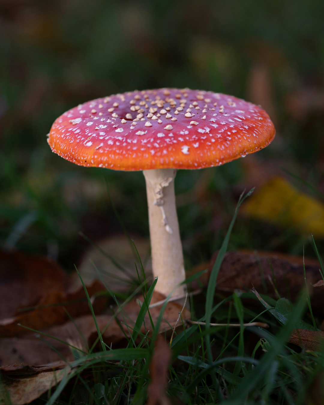 Fliegenpilz im Wald – faszinierende Welt der Pilze und ihre Bedeutung für Natur, Forschung und Vitalpilze