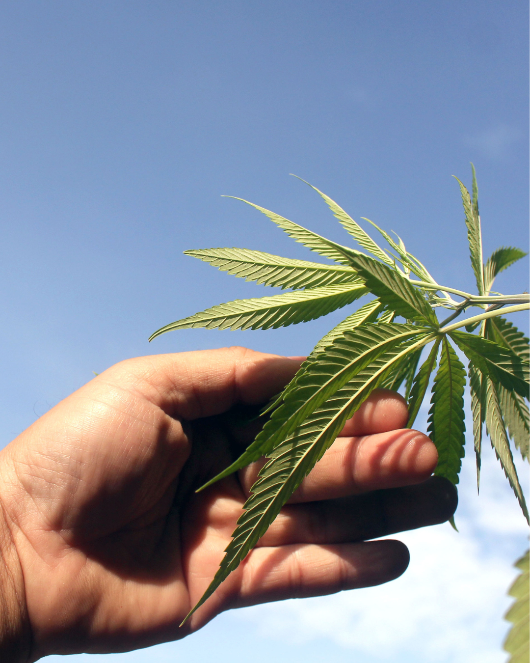 Hand hält Hanfblatt (Cannabis sativa) vor blauem Himmel, Nahaufnahme der gezackten Blätter in natürlichem Licht