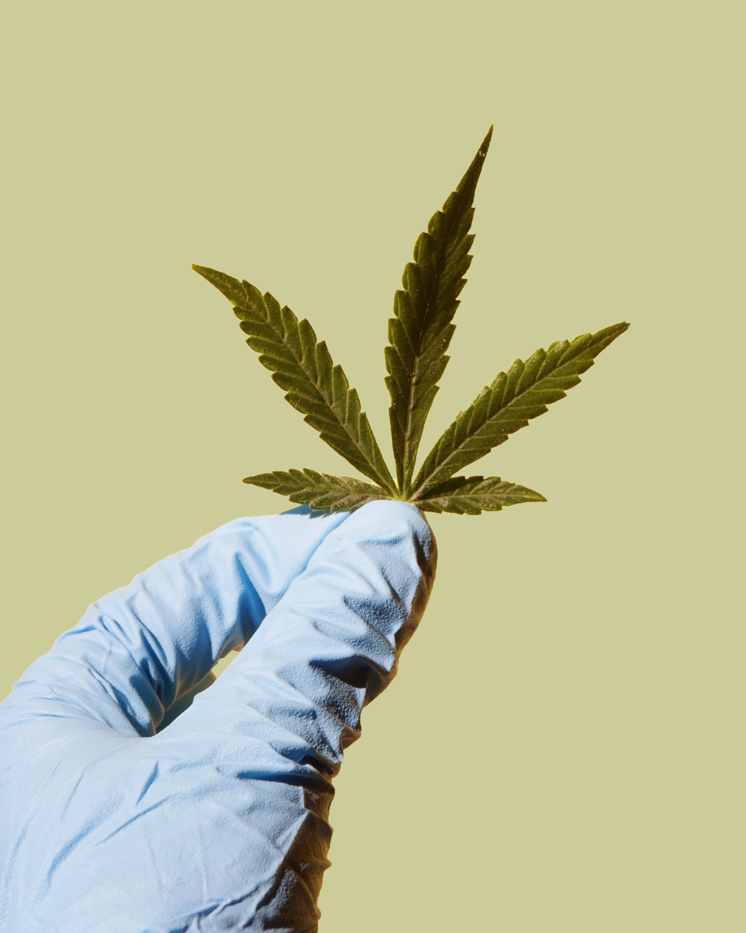 Hand mit blauem Einweghandschuh hält ein kleines Hanfblatt (Cannabis sativa) vor hellem Hintergrund, Detailaufnahme