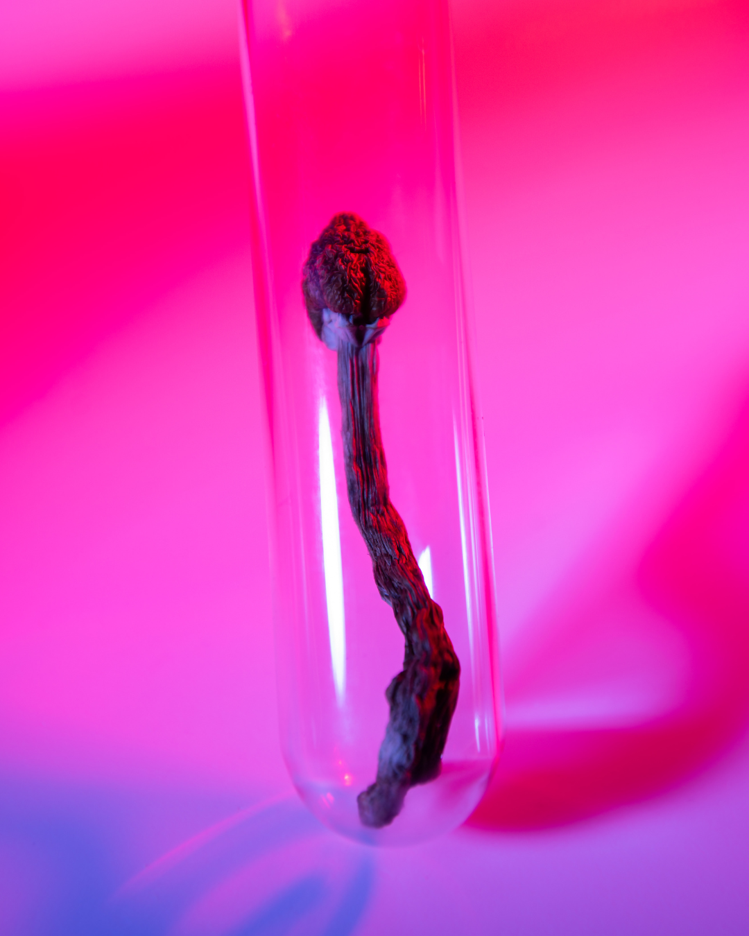 Getrockneter Psilocybin Pilz im Reagenzglas – moderne Forschung zu medizinischen Pilzen und hochwertigen Pilzextrakten