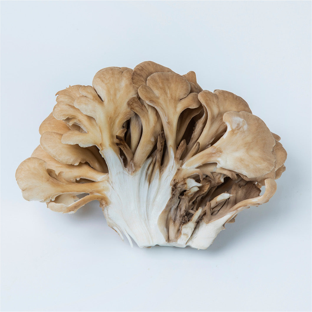 Maitake-Pilz (Grifola frondosa) in natürlicher Form, braun-beige Fächerstruktur vor hellem Hintergrund, Detailaufnahme des Vitalpilzes
