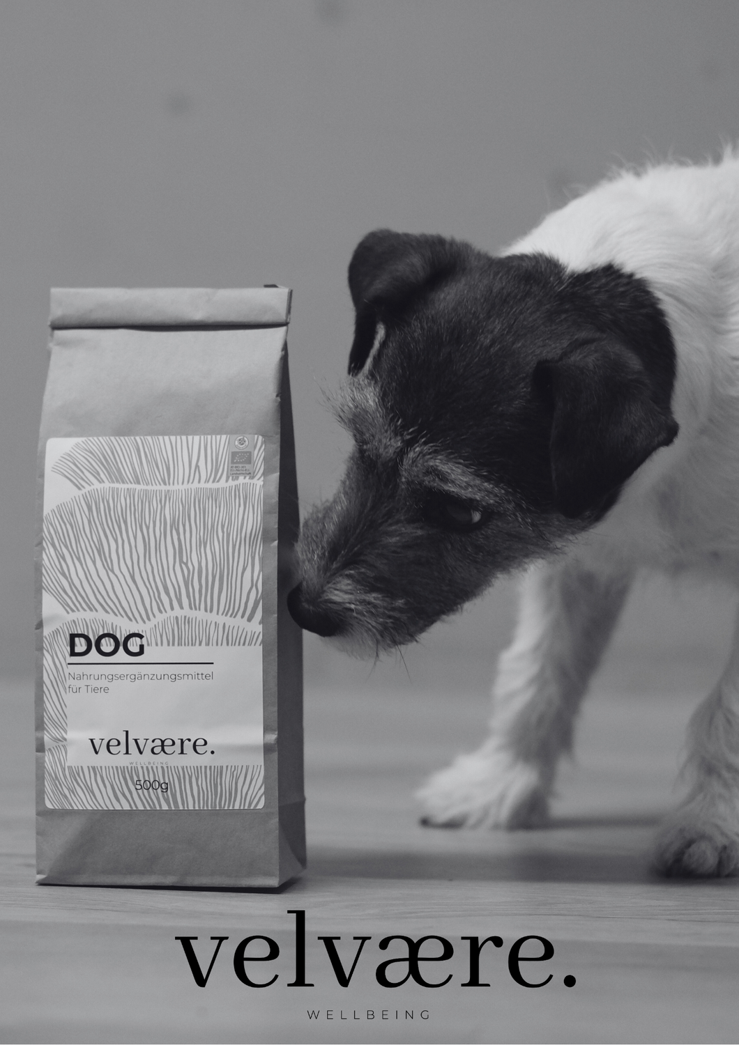 Hund neben Velvaere BIO Vitalpilz Animal Pulver für Tiere. Natürliches Ergänzungsfuttermittel mit hochwertigen BIO Zutaten für Hunde und Haustiere – ohne künstliche Zusatzstoffe und einfach täglich anwendbar.
